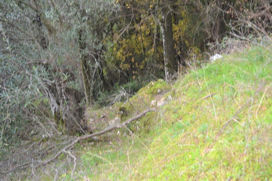 Verkauf Land 4420 m² auf Korfu