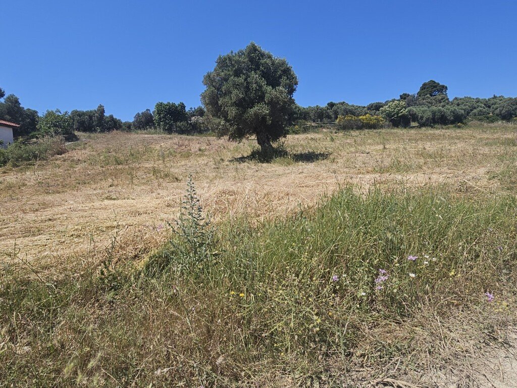 Chalkidiki: Verkauf Land 5800 m² auf Kassandra (Chalkidiki) 