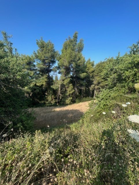 Verkauf Land 13886 m² auf Kassandra (Chalkidiki)