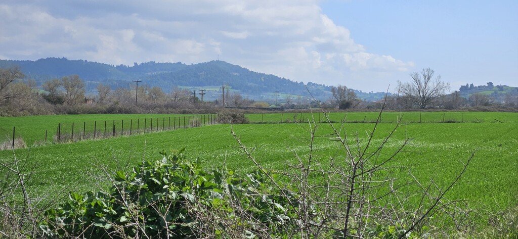 Chalkidiki: Verkauf Land 4625 m² auf Kassandra (Chalkidiki) 