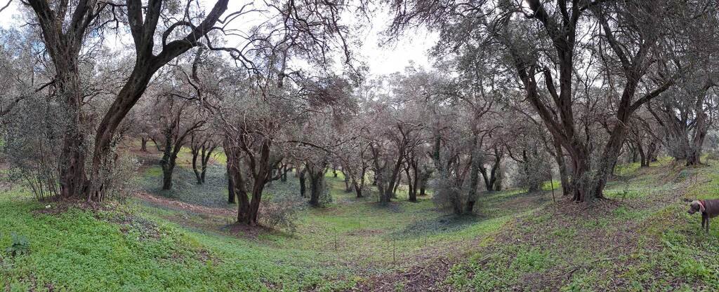 Verkauf Land 95095 m² auf Korfu