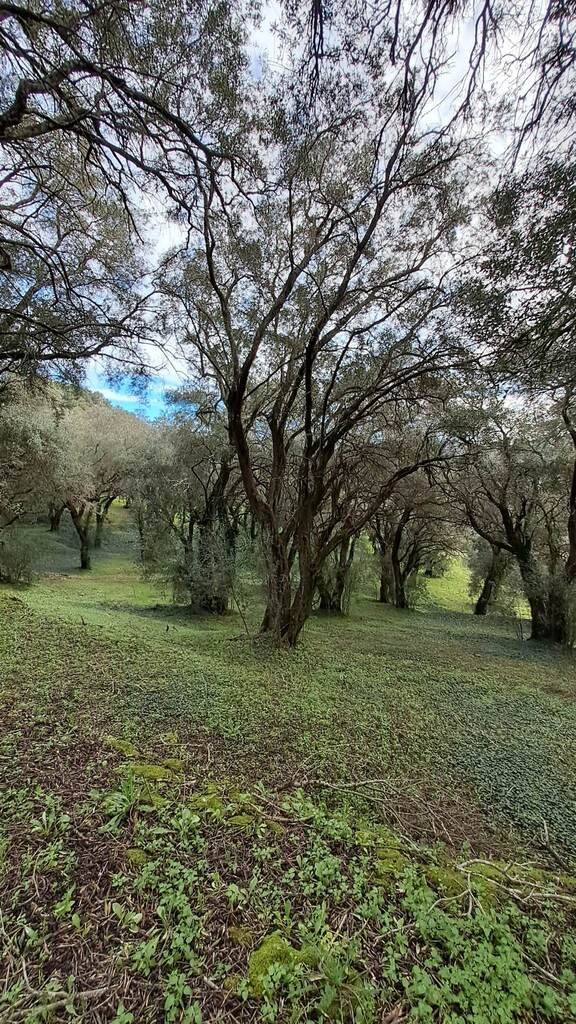 Verkauf Land 95095 m² auf Korfu