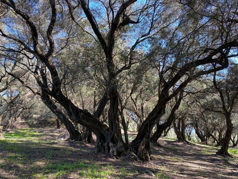 Verkauf Land 95095 m² auf Korfu
