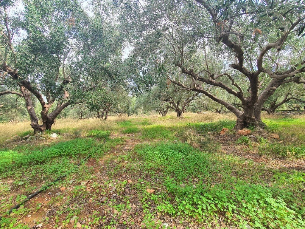 Verkauf Land 1200 m² auf Kreta