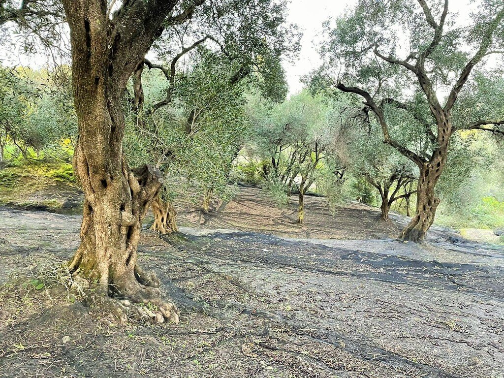 Verkauf Land 4027 m² auf Korfu