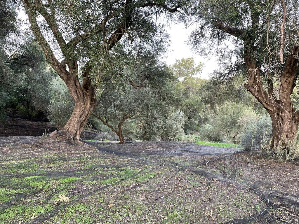 Verkauf Land 4027 m² auf Korfu