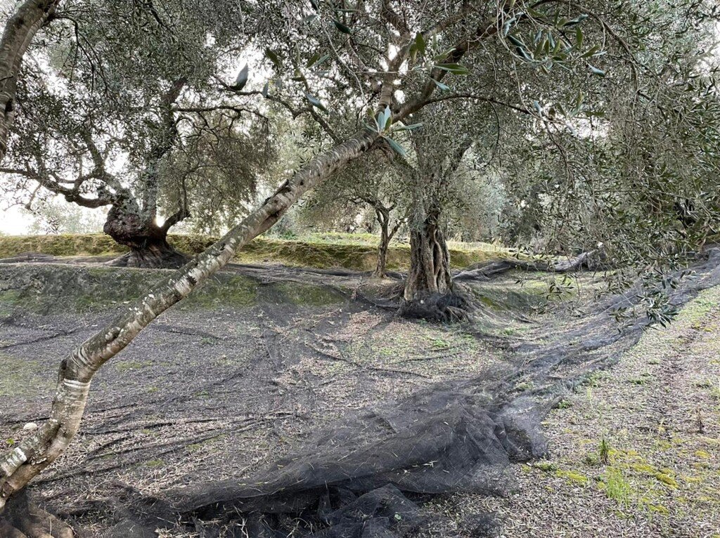Verkauf Land 4027 m² auf Korfu
