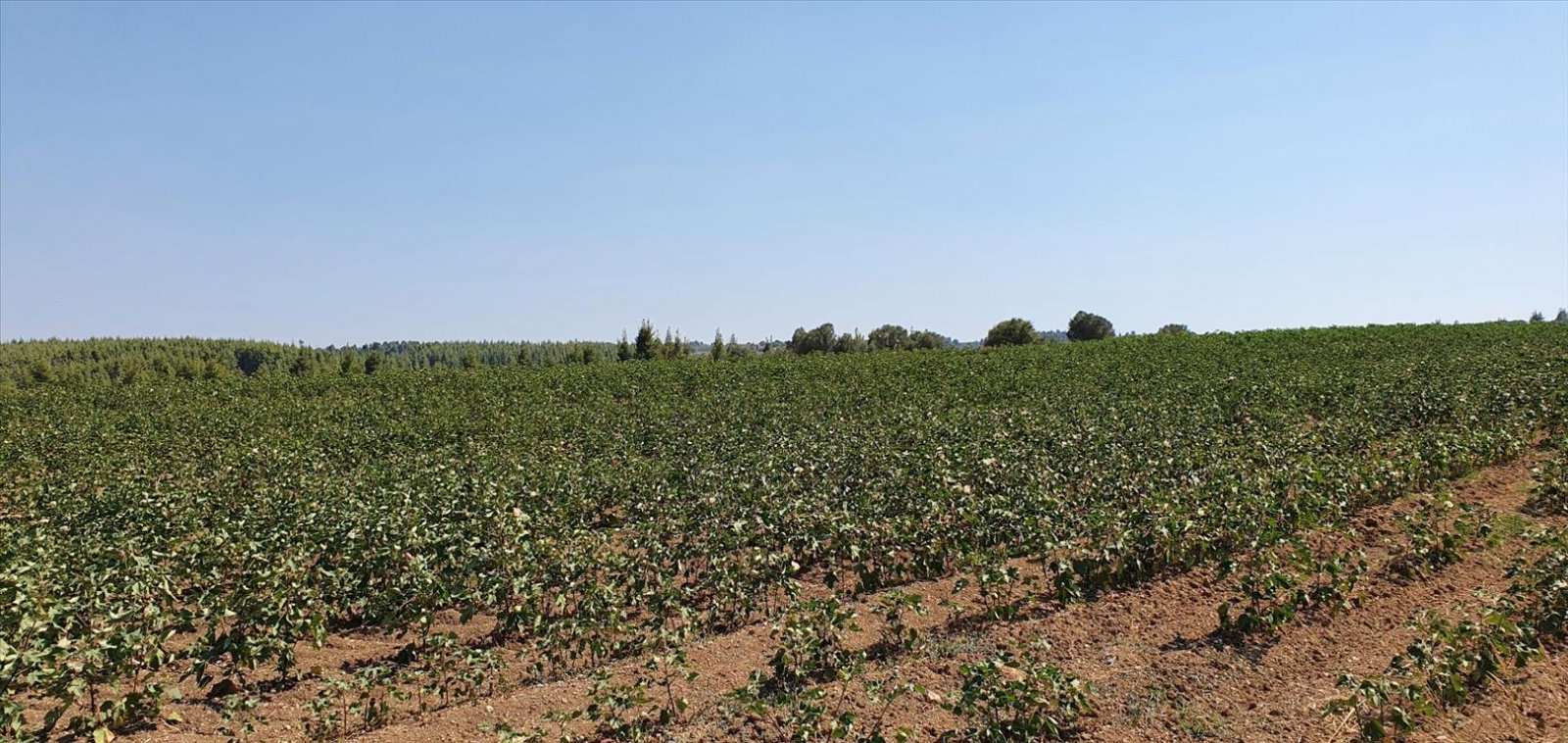 Verkauf Land 30000 m² auf Kassandra (Chalkidiki)