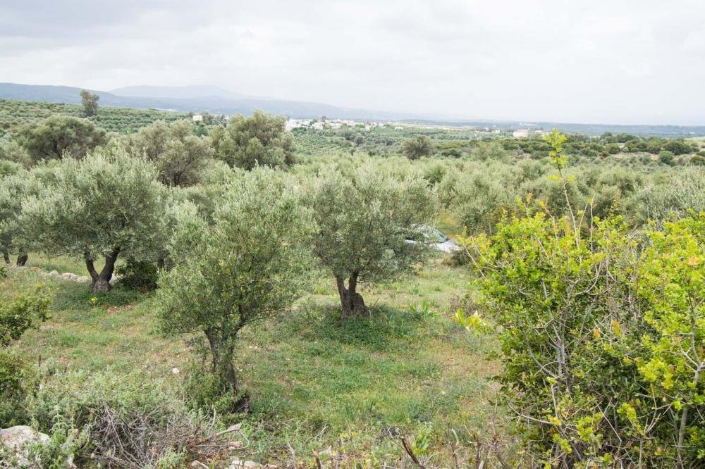 Verkauf Land 4014 m² auf Kreta