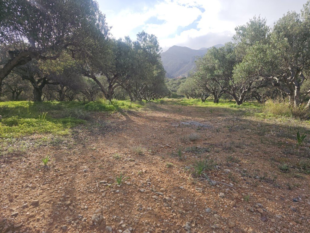 Verkauf Land 6300 m² auf Kreta