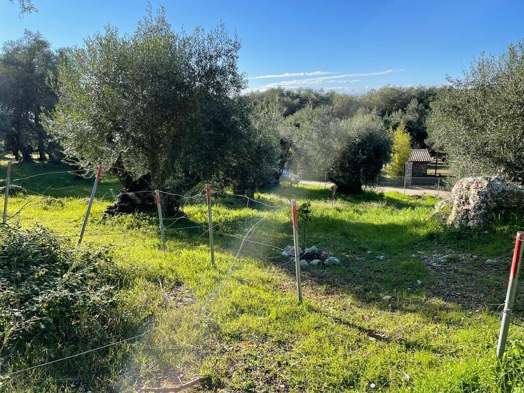 Verkauf Land 4500 m² auf Korfu